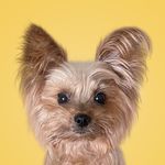 Profile Picture of 김토토🐾 (@myluv_toto) on Instagram