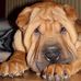 Profile Picture of Peter Bertelsen (@peter.bertelsen.50) on Facebook