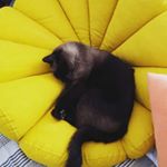 Profile Picture of El_Chiadribus (@nicholas_stern_chiari) on Instagram