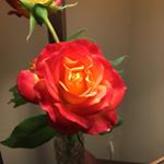 Profile Picture of Madeline Richards (@mad_e_richards) on Instagram