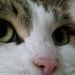 Profile Picture of Cindy Hamilton (@monkeyrems) on Pinterest