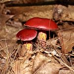 Jesse Marksohn - Instagram Profile Picture of Jesse Marksohn (@fungalforestfarm) on Instagram