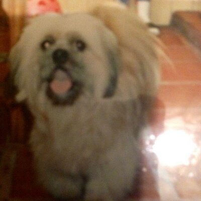 Profile Picture of Luz Ramírez Riaño (@luzmarari) on Twitter