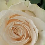 Profile Picture of Claudia Canonica (@claudia.canonica) on Facebook