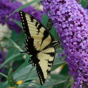 Profile Picture of Lisa Kennedy (@gummie_baier) on Myspace