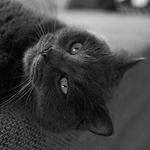 Profile Picture of Daniel Nehls (@dxnehls) on Flickr