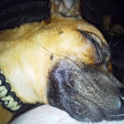 Profile Picture of Hendrix Wade (@Im_a_frekin_dog) on Twitter