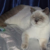 Profile Picture of Lorna Richards (@lornarichards3337) on Youtube