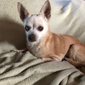 Profile Picture of Cheryl A. Wyatt (@missscarlett181) on Twitter