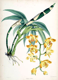 Profile Picture of Chysison Wikipedia