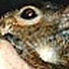 James  Trever - Flickr Profile Picture of James  Trever (@Squirrel-rehabber) on Flickr