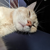 Profile Picture of Eli Shaw (@elishaw6199) on Youtube