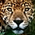 Profile Picture of Marco Antonio Alessio De Nardi (@webcaiman) on Flickr