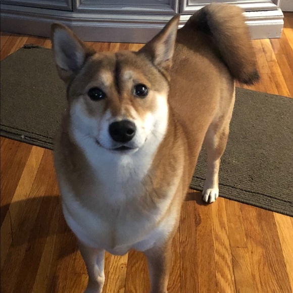 Tom Perrone - Poshmark Profile Picture of Tom Perrone (@tp1026) on Poshmark