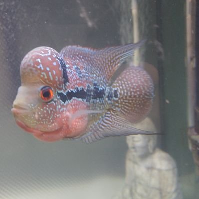 Mike DuMoulin - Twitter Profile Picture of Mike DuMoulin (@mike_dumoulin) on Twitter