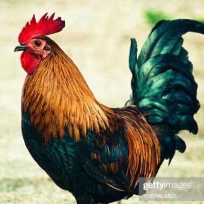 Profile Picture of Steve Diver (@SteveDiver5) on Twitter