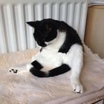 Profile Picture of Chris Kitto (@chrisakitto) on Instagram