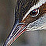 Profile Picture of wildbird_images (@wildbird_images) on Flickr
