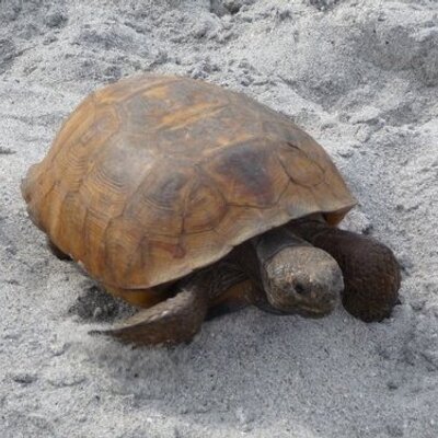 Profile Picture of Carol Johnson (@@Tilly235) on Twitter