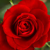 Profile Picture of Icess Wade (@icesswade1) on Youtube