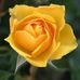 Profile Picture of Anil Pendse (@anil.pendse.33) on Facebook