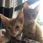 Profile Picture of Ed, Harry & Lucy Lovebugs (@twogingerslovelucy) on Instagram