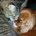 Profile Picture of Lori Staley (@theatremom711) on Instagram