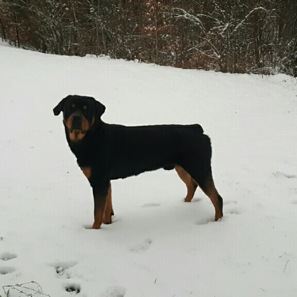 April Chisolm - Poshmark Profile Picture of April Chisolm (@bearpie22) on Poshmark