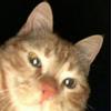Profile Picture of Erik Eklof (@erikolol) on Tiktok