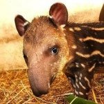 Profile Picture of Christopher Jerome (@jeromejello) on Instagram