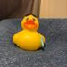 Profile Picture of Joey The Rubber Duck (@JoeyTheRubberDuck) on Pinterest