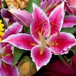 Profile Picture of Lise Roc (@lise.roc) on Instagram