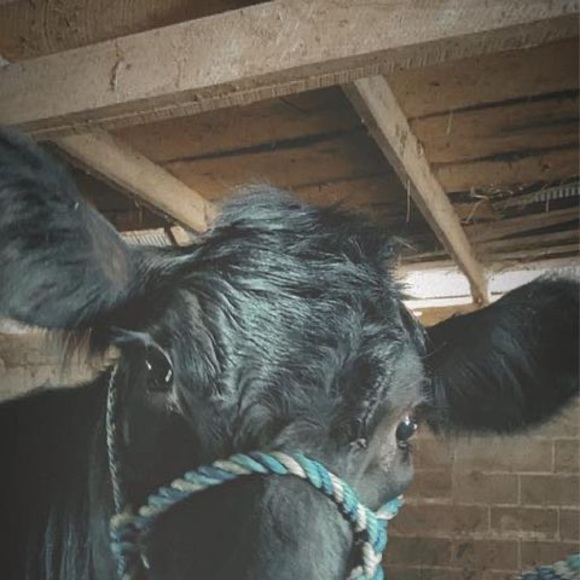 Profile Picture of Madison Foreman (@madisonforem118) on Poshmark