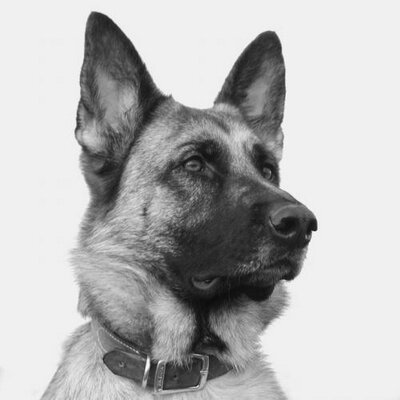 Profile Picture of Thomas Temple (@templeinmn) on Twitter