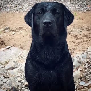 Zachary Bergen - Instagram Profile Picture of Zachary Bergen (@oatfieldlabradors) on Instagram