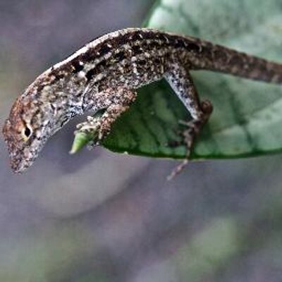 Profile Picture of Matthew L Mumau (@LMumau) on Twitter