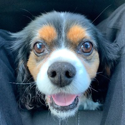 Profile Picture of Caroline Mullins (@cmmullins1) on Twitter