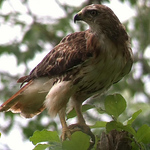 Profile Picture of Chris Gagnon (@christopherwgagnon) on Flickr