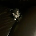 Gareth Ryan - Instagram Profile Picture of Gareth Ryan (@gazz_2.0_art) on Instagram