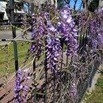 Profile Picture of Iris Barreiro (@irisbarreirorodriguez) on Instagram