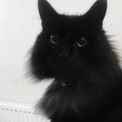 Profile Picture of Lucy Harkness (@bowlofmash) on Twitter