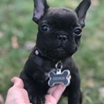 Profile Picture of George Benjamin (@georgetheminifrenchie) on Instagram