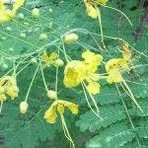 Profile Picture of Laurence Calabrese (@laurence.calabrese.1) on Facebook