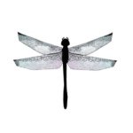 Profile Picture of Dallas Shaw (@wunderkidart) on Instagram