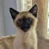 Profile Picture of scottgoad5 (@scott.goad0) on Tiktok