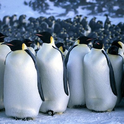 Profile Picture of Austin M Christman (@penguinsrok) on Twitter