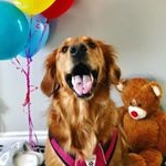 Profile Picture of Lillie the Golden Retriever (@talesofgoldenlillie_) on Instagram