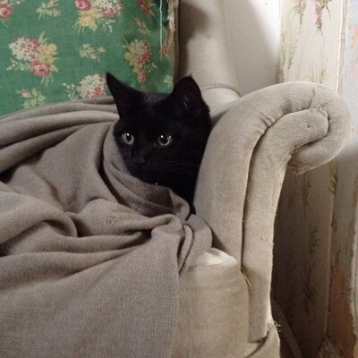 Profile Picture of Darla Matthews (@littleaspentree) on Twitter