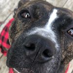 Profile Picture of Pork Chop The Pittie (@a_pittie_named_porkchop) on Instagram
