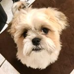 Profile Picture of Graham Galloway (@graham.thepuppy) on Instagram